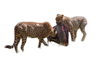 2 cheetahs fighting over one small piece of meat, isolated on black background, high resolution photography  Transparent Background