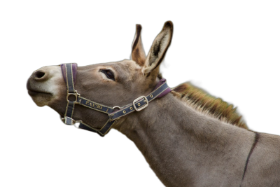 A side view of an elegant donkey wearing a leather halter with "GASO" on the collar, against a black background, in a close up portrait photograph, with soft lighting, in a studio photography setting, photographed in the style of [David LaChapelle](https://goo.gl/search?artist%20David%20LaChapelle).  Transparent Background