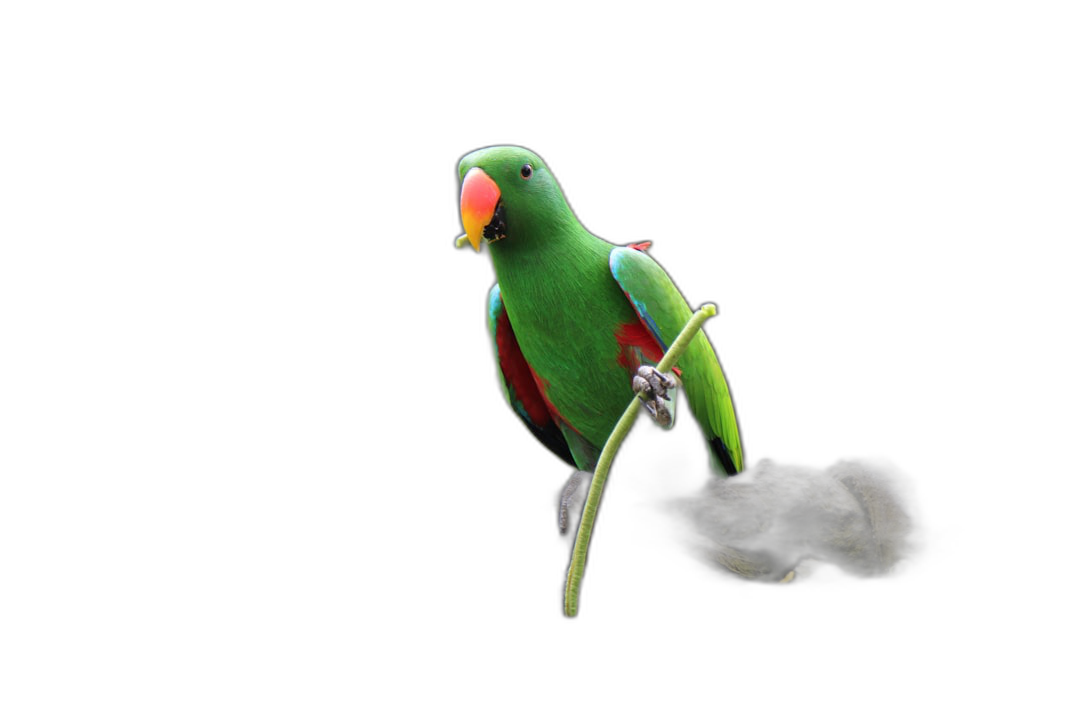 A green parrot with a red chest perched on the branch of a black background, in the style of photography, with high definition and high resolution.  Transparent Background