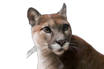 cougar head, solid black background, headshot photography  Transparent Background