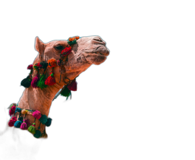 photo of a happy camel with colorful tassels on its head, shown in profile view against an isolated black background, in the style of high resolution photography  Transparent Background