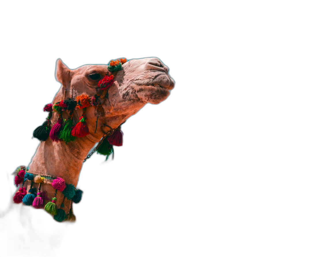 photo of a happy camel with colorful tassels on its head, shown in profile view against an isolated black background, in the style of high resolution photography  Transparent Background