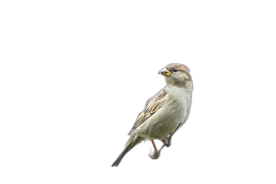 Sparrow, full body, isolated on a black background, in a high resolution photograph.  Transparent Background