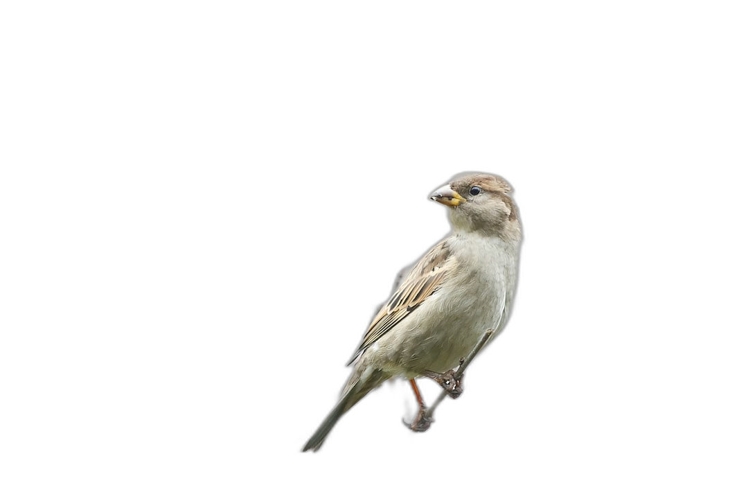 Sparrow, full body, isolated on a black background, in a high resolution photograph.  Transparent Background