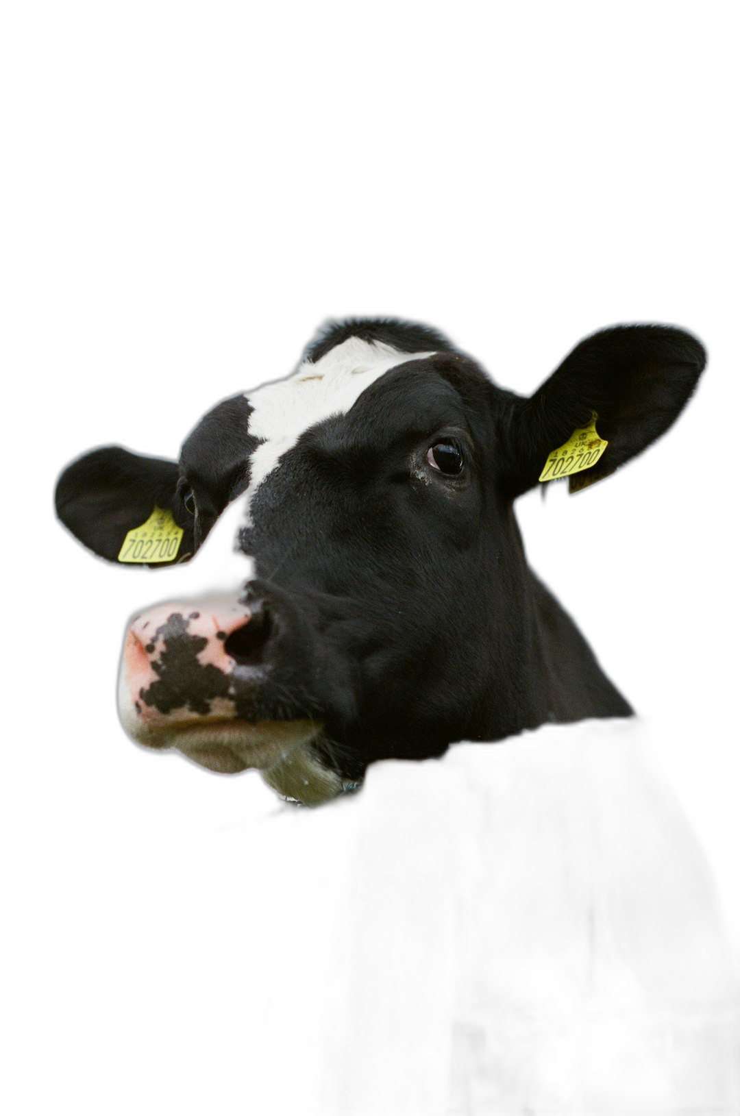 portrait of cow with yellow tag on ear, black background, hyper realistic photography  Transparent Background