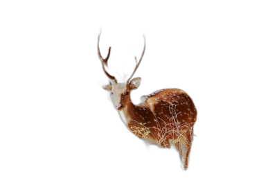 A deer made of plants glowing in the dark, on a pure black background, with real photographic details shown at a high definition. The artwork appears to be in the style of real photography, with high definition details.  Transparent Background