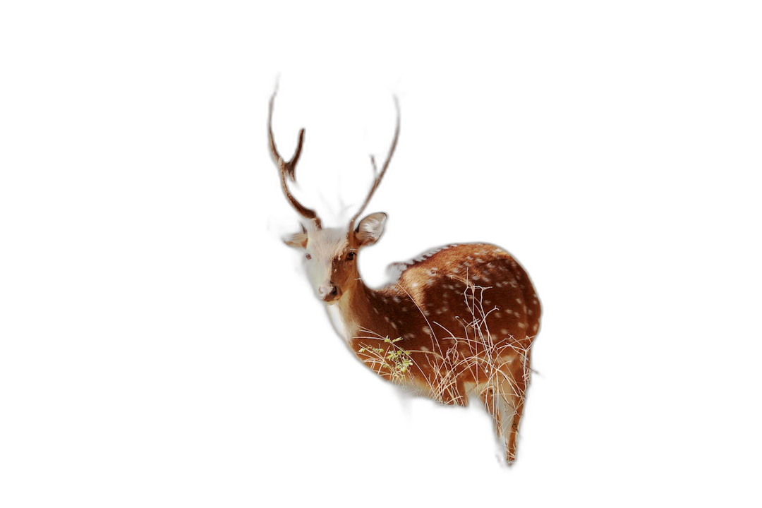 A deer made of plants glowing in the dark, on a pure black background, with real photographic details shown at a high definition. The artwork appears to be in the style of real photography, with high definition details.  Transparent Background