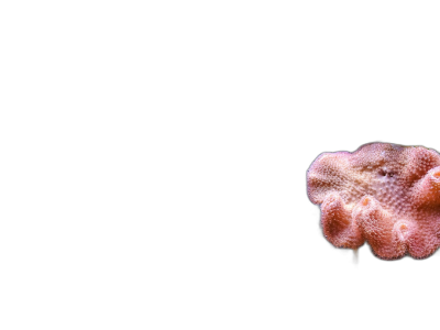 A single coral on a black background, macro photography in a soft pink color.  Transparent Background