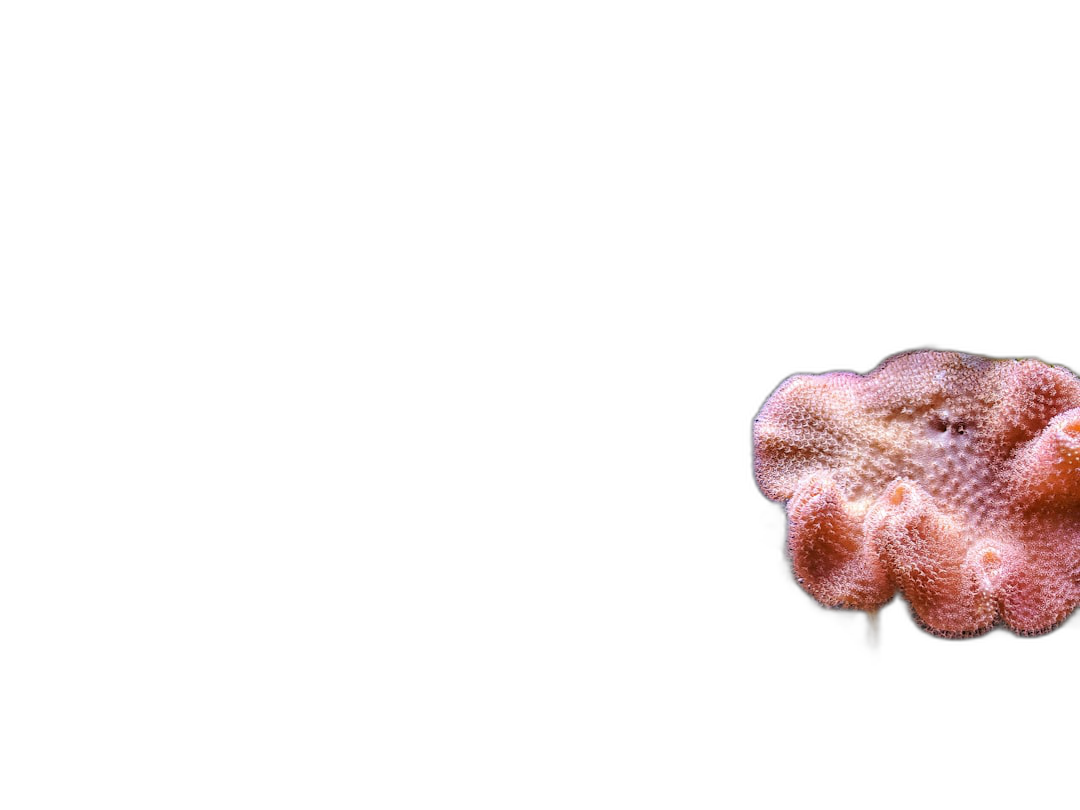 A single coral on a black background, macro photography in a soft pink color.  Transparent Background