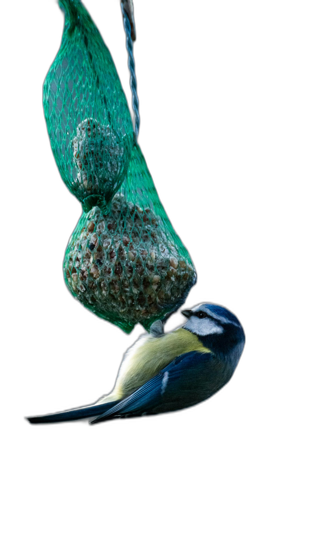 blue on hanging green net filled with bird Temporae sedirected food, isolated black background, high resolution photography  Transparent Background