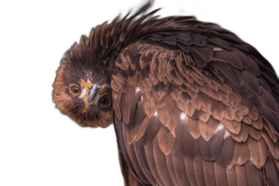 Mongolian eagle head and body closeup, black background, studio photography with studio lighting, photographed with a sony alpha camera with some out of focus and motion blur effects, creating a hyperrealistic style.  Transparent Background