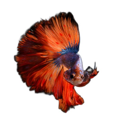 Beautiful red and blue Siamese fighting fish on black background, full body, hyper realistic photography Transparent Background