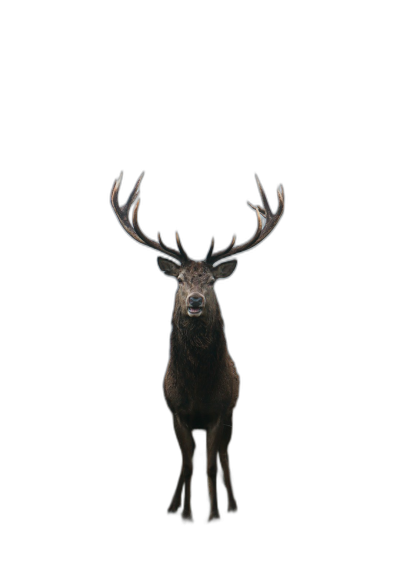 A deer standing in the dark, front view with a symmetrical composition against a black background in the style of high definition photography.  Transparent Background