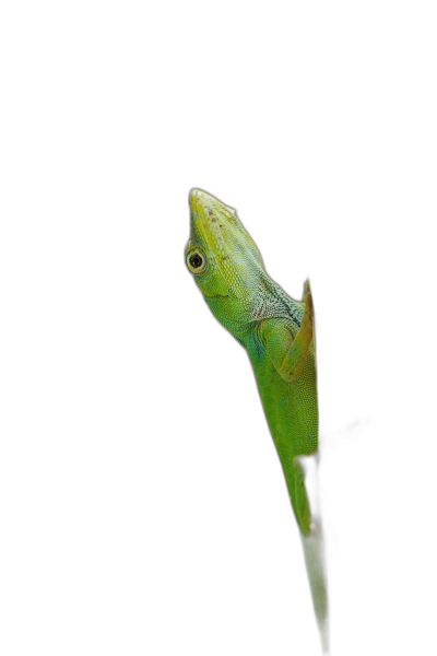 A green anole peeking out from behind the edge of a black background, in macro photography with studio lighting and professional color grading with minimal contrast, in the style of a magazine photo.  Transparent Background