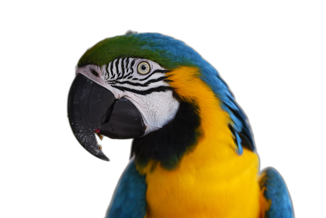 Close up of parrot isolated on black background, studio shot with copy space, high resolution photography  Transparent Background