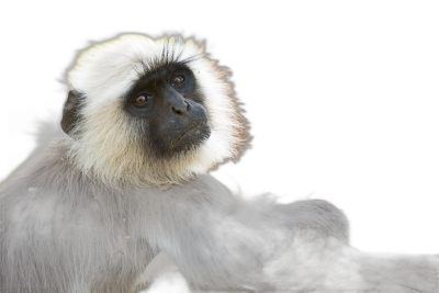 White faced monkey sitting on a black background, in a high resolution photographic style, with professional color grading, soft shadows, minimal contrast, and clean sharp focus in the digital photo style.  Transparent Background