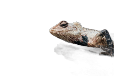 A small lizard on a black background, a studio photography photo, from the side view, with a macro lens, with high resolution, showing the detailed texture of the scales and skin, with soft natural light, with sharp focus, a professionally photographed high definition image.  Transparent Background