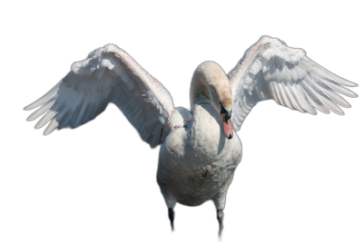 A swan with spread wings, isolated on a black background, in the style of high resolution photography.  Transparent Background