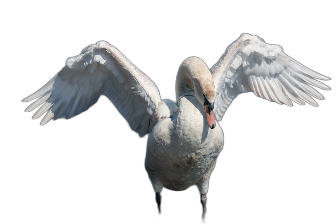 A swan with spread wings, isolated on a black background, in the style of high resolution photography.  Transparent Background