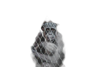 chimpanzee behind the fence on black background, high resolution photography  Transparent Background