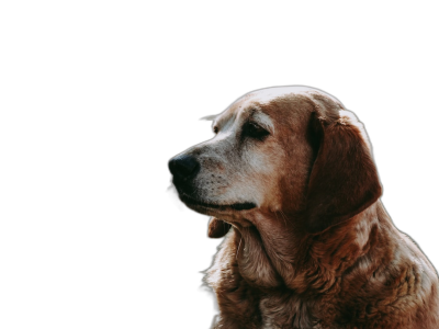 portrait photo of an old dog, sitting on a black background, close up shot from the side, f/2.8, cinematic, golden hour, in the style of golden hour  Transparent Background