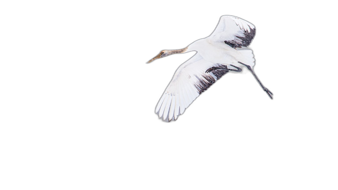 White crane flying in the air, pure black background, backlight photography, perspective drawing, 2K, high resolution. The artwork is in the style of backlight photography and perspective drawing.  Transparent Background