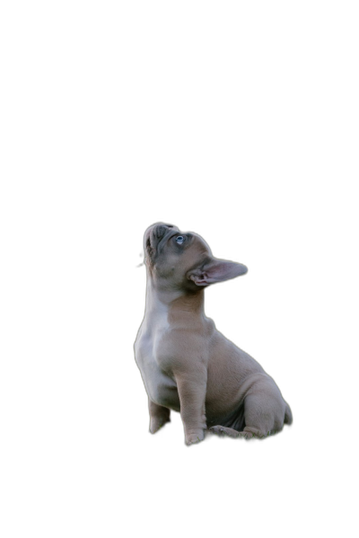 A small, light brown French Bulldog puppy sits on its hind legs and looks up at the sky with an open mouth against black background, full body shot, hyper realistic, high resolution photography  Transparent Background