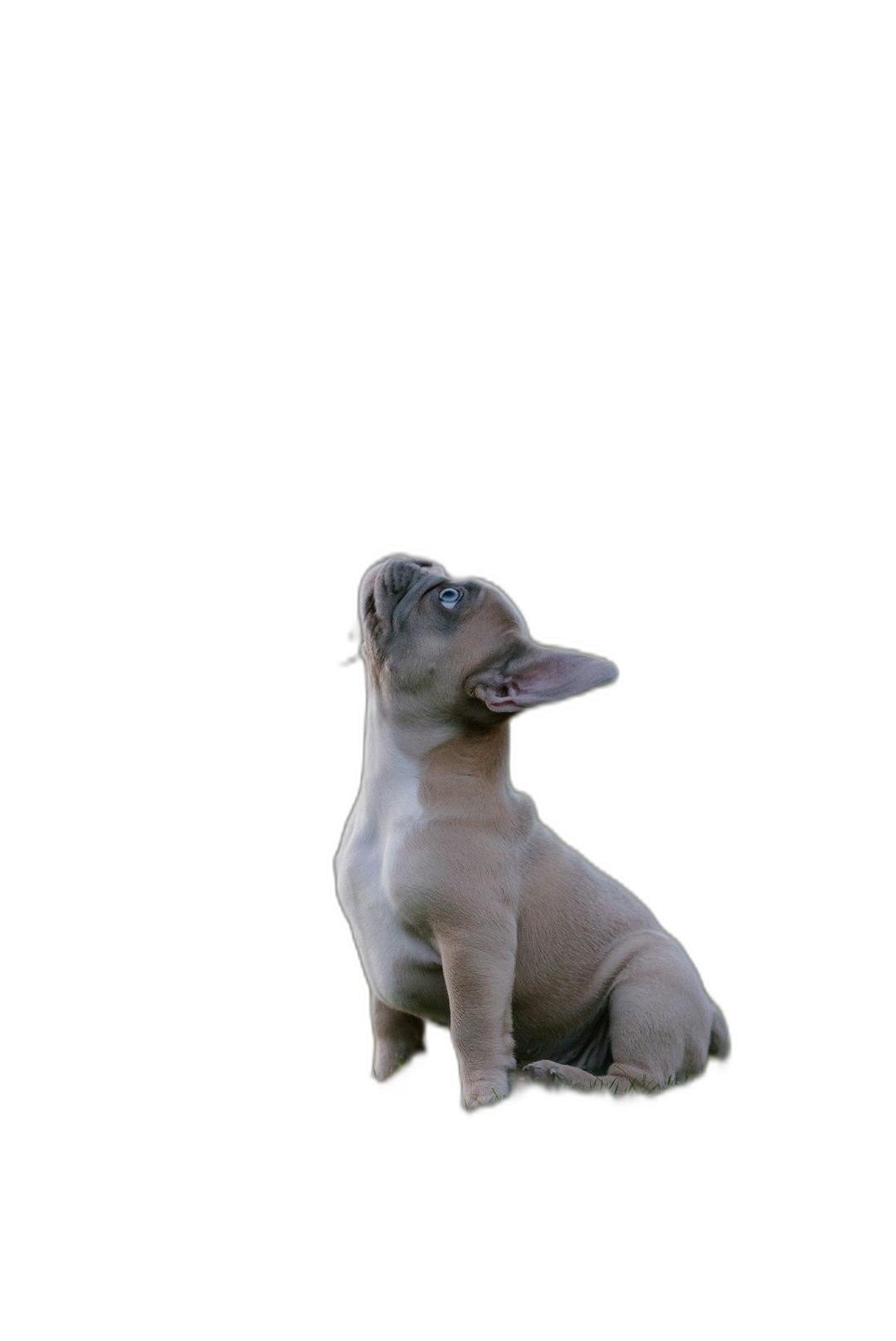 A small, light brown French Bulldog puppy sits on its hind legs and looks up at the sky with an open mouth against black background, full body shot, hyper realistic, high resolution photography  Transparent Background