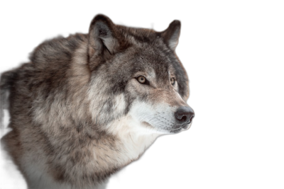 portrait of wolf, isolated on black background , high resolution photography, professional color grading, soft shadows, no contrast, clean sharp focus digital photography  Transparent Background