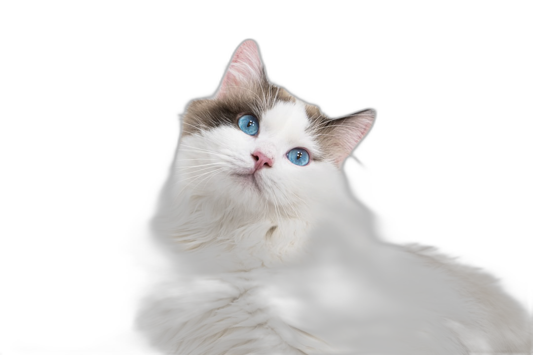 A white and brown ragdoll cat with blue eyes is looking up at the camera, isolated on a black background, in an ultra realistic photographic style.  Transparent Background