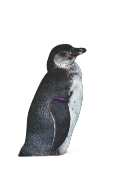 A penguin with a purple collar on a black background in a studio photography setting with backlighting in a full body shot from head to toe in a portrait photography style in the hyper realistic and cinematic lighting style with minimalist details rendered in octane and captured at high resolution in a super detailed and high detail style with super realistic effects.  Transparent Background