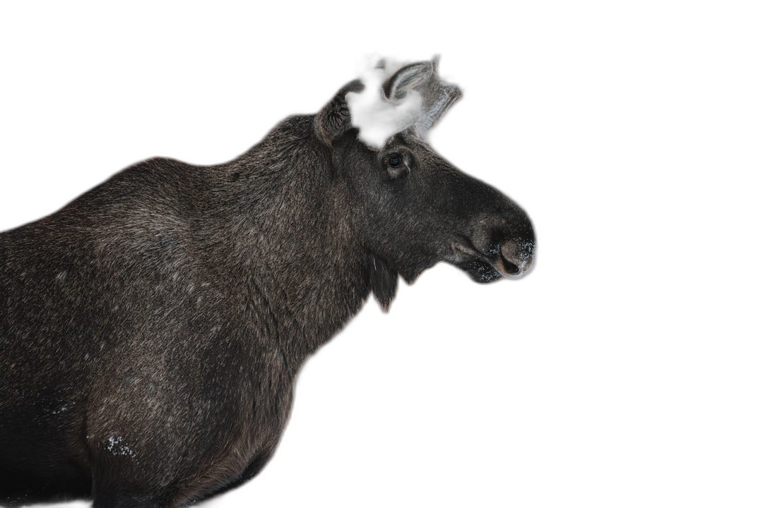 moose, side view, full body, solid black background, photography, national geographic photo  Transparent Background