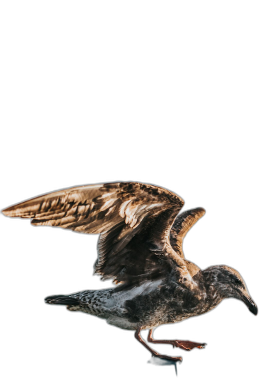 A flying seagull, black background, shot with Sony Alpha A7 III and f/2 lens, motion capture style, bird'seye view, dark brown color scheme, high definition photography.  Transparent Background