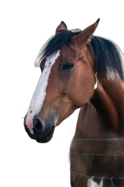 portrait of an American Half-horse with a chestnut coat and a white mark on its forehead, standing in front of a black background, looking to the side in a close up shot, high resolution photography, Hasselblad X2D 100C  Transparent Background