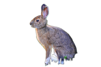 A full body photo of the rabbit standing up on its hind legs, with black background, isometric view, high resolution, HDR, color grading  Transparent Background