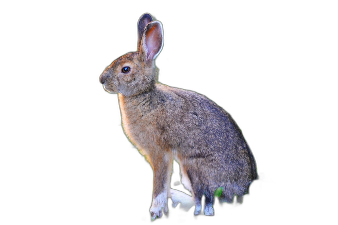 A full body photo of the rabbit standing up on its hind legs, with black background, isometric view, high resolution, HDR, color grading  Transparent Background