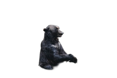 a single small bear sitting on its hind legs, black background, hyper realistic photography  Transparent Background