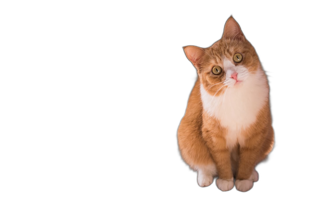 A ginger and white cat sitting and looking up at the camera, isolated on a black background with copy space. The cat is sitting in the style of Van Gogh.  Transparent Background