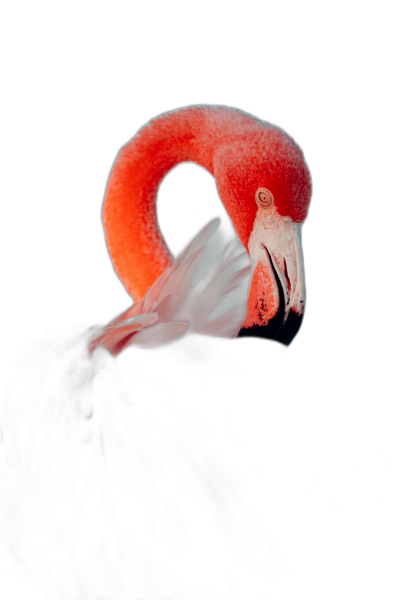 A pink flamingo head emerging from the darkness, its long beak open to an almost perfect V shape, illuminated by soft white light, against a black background. The camera captures the moment with sharp focus on its face and neck, creating a striking contrast between shadowy dark tones of deep blacks and bright highlights of reds and oranges.  Transparent Background