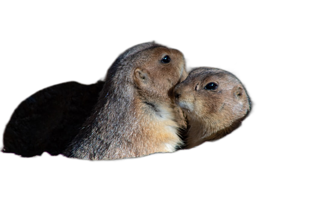 photorealistic photo of two prairie ground marmots kissing against a black background. The photo is in the style of a photorealistic rendering.  Transparent Background