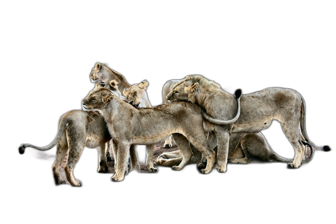 A group of lions posed naturally, photographed from the side on a black background, in the style of National Geographic photography.  Transparent Background