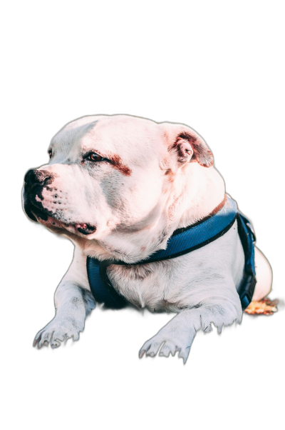 A white American bull dog with a blue collar is lying down against a black background in the style of hyper realistic photography.  Transparent Background