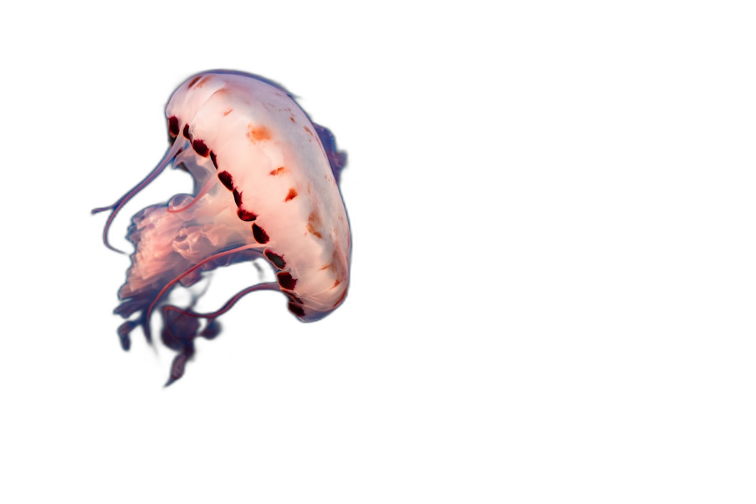 Beautiful jellyfish in the dark ocean, glowing with pink light against a black background, in the style of real photo high definition photography, with ultra clear details in a closeup shot.  Transparent Background