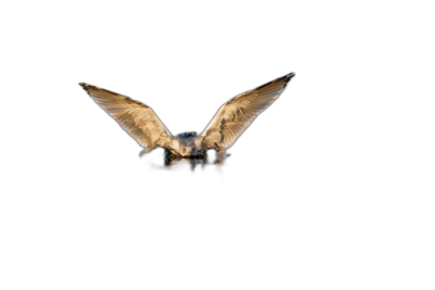 Photo of a seagull flying in the dark, its wings spread wide and illuminated in the style of light from below on a black background, unsplash photography style, high resolution texture  Transparent Background