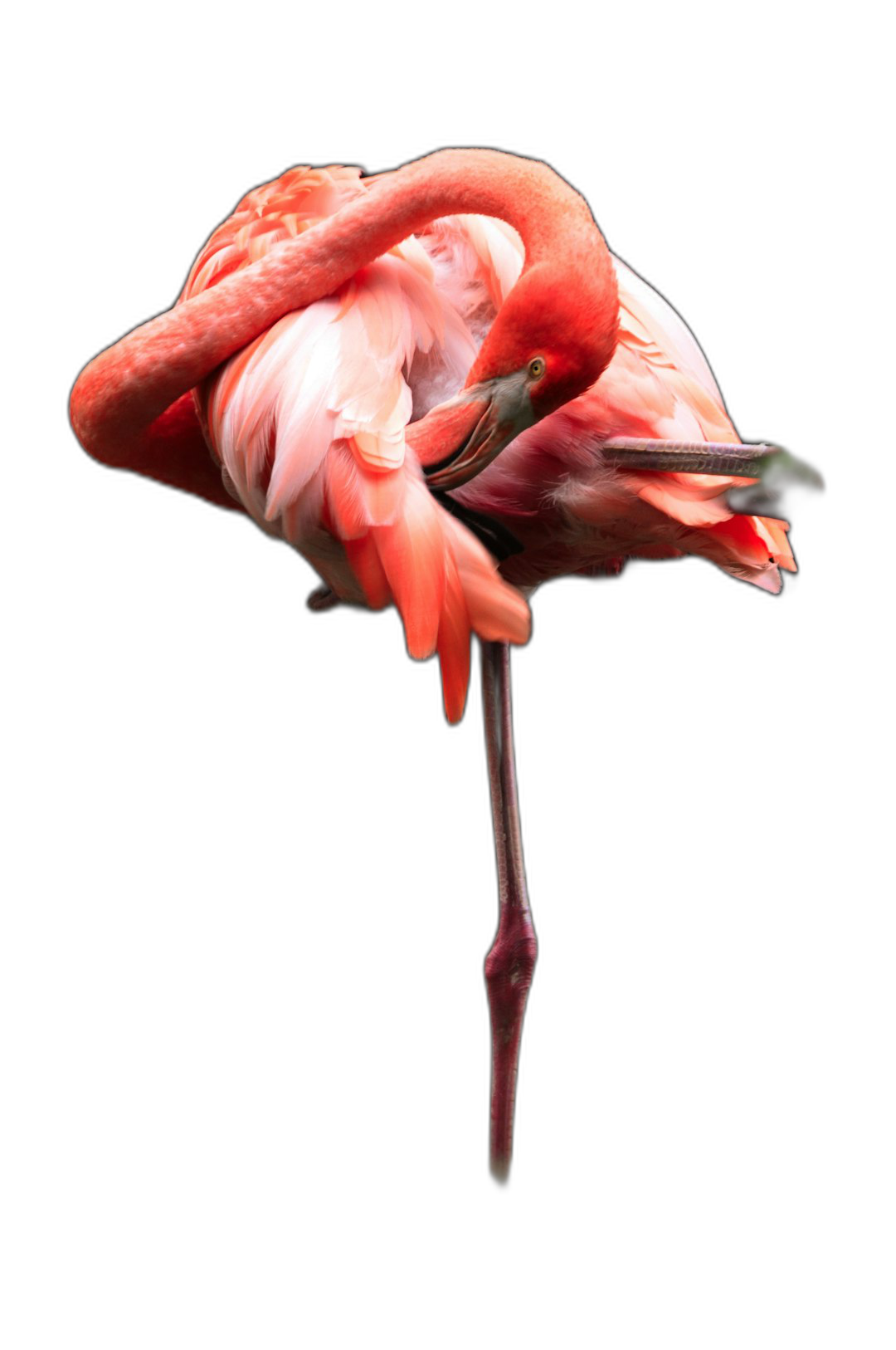 full body photograph of an pink flamingo sleeping on its head, isolated black background  Transparent Background