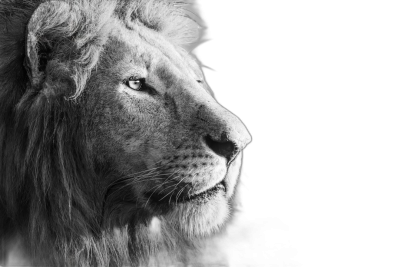 Beautiful black and white lion in profile on a dark background, high contrast, side view, copy space concept, high resolution photography, insanely detailed, fine details, isolated plain, stock photo quality  Transparent Background