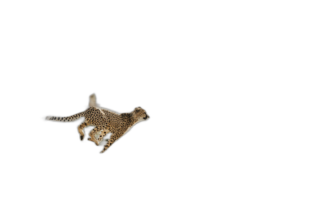 A cheetah flying through the air, seen from behind, on black background, high definition photography, studio light  Transparent Background