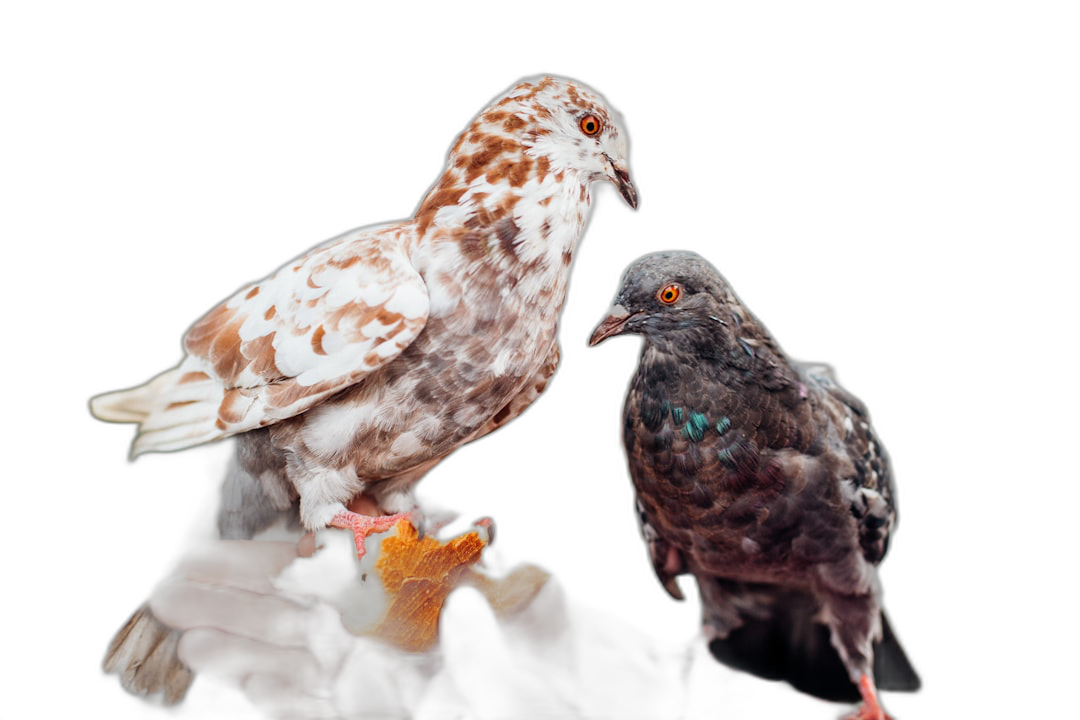 A pigeon holding an orange on its foot and another dove standing next to it, isolated black background, hyper realistic photography  Transparent Background