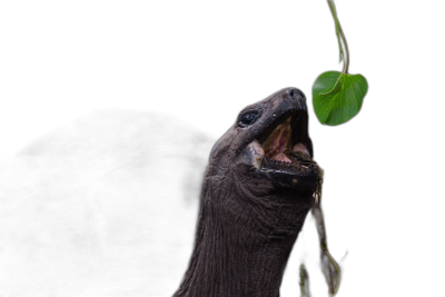 A giant tortoise with its mouth open, eating a green leaf hanging from the sky against a black background, in the style of photography.  Transparent Background