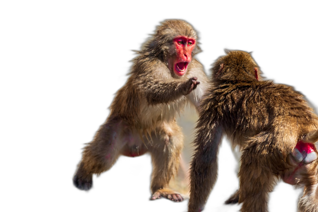 Japanese macaques fighting, full body photography of two Japanese Macas fighting in the air, black background, high definition photography, hyper realistic  Transparent Background